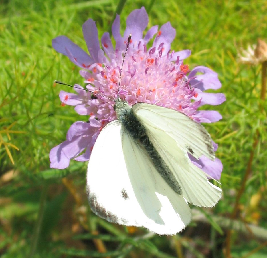 Pieris napi?